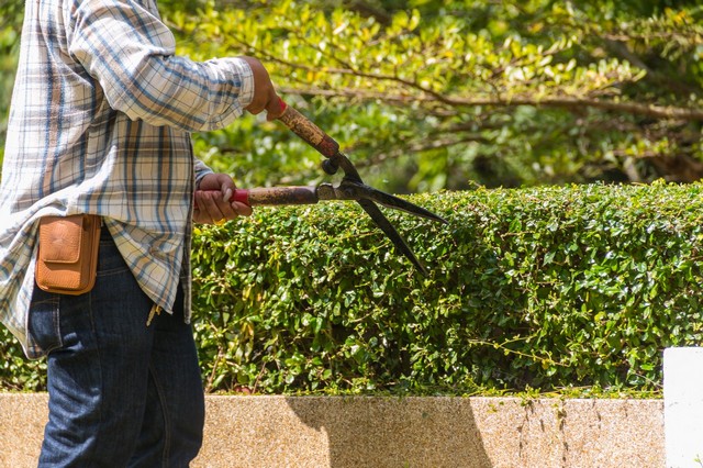 Garden Maintenance South Lambeth, SW8